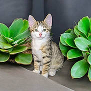 Rififi participe au concours pour gagner de l'argent avec cette photo : abyssinian, angora, animal, bud, cat, egyptiancat, flower, herbal, herbs, jar, kitten, leaf, manx, pet, plant, planter, pottedplant, pottery, sprout, vase
