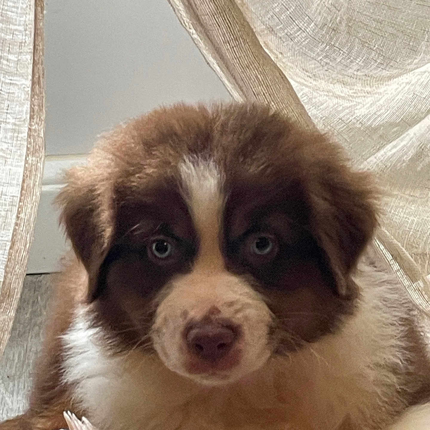 Azur a rejoint le concours — aidez-le/la à gagner de superbes lots ! animal, beagle, canine, cockerspaniel, collie, couch, dog, eskimodog, face, furniture, goldenretriever, hound, husky, papillon, pet, puppy, saintbernard, snout, terrier, whitedog