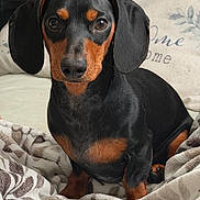 Benji joined the competition — help win amazing prizes! dog, dachshund, pet, animal, black, tan, fur, blanket, pillow, indoor, cozy, portrait, cute, sitting, looking, eyes, nose, ears, home, soft
