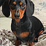 dog, dachshund, pet, animal, black, tan, fur, blanket, pillow, indoor, cozy, portrait, cute, sitting, looking, eyes, nose, ears, home, soft