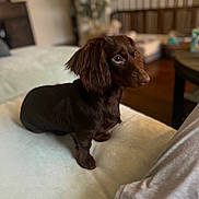 Bella is registered to the contest to win money with this photo: dog, puppy, dachshund, brown_fur, pet, indoor, couch, furniture, living_room, curious, small_dog, canine, animal, domestic_animal, soft_light, cozy, home, alert, short_legs, ears