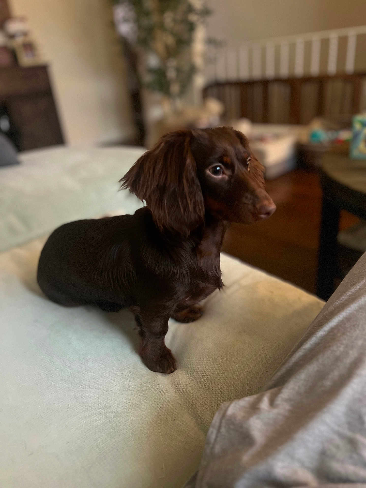 Bella
