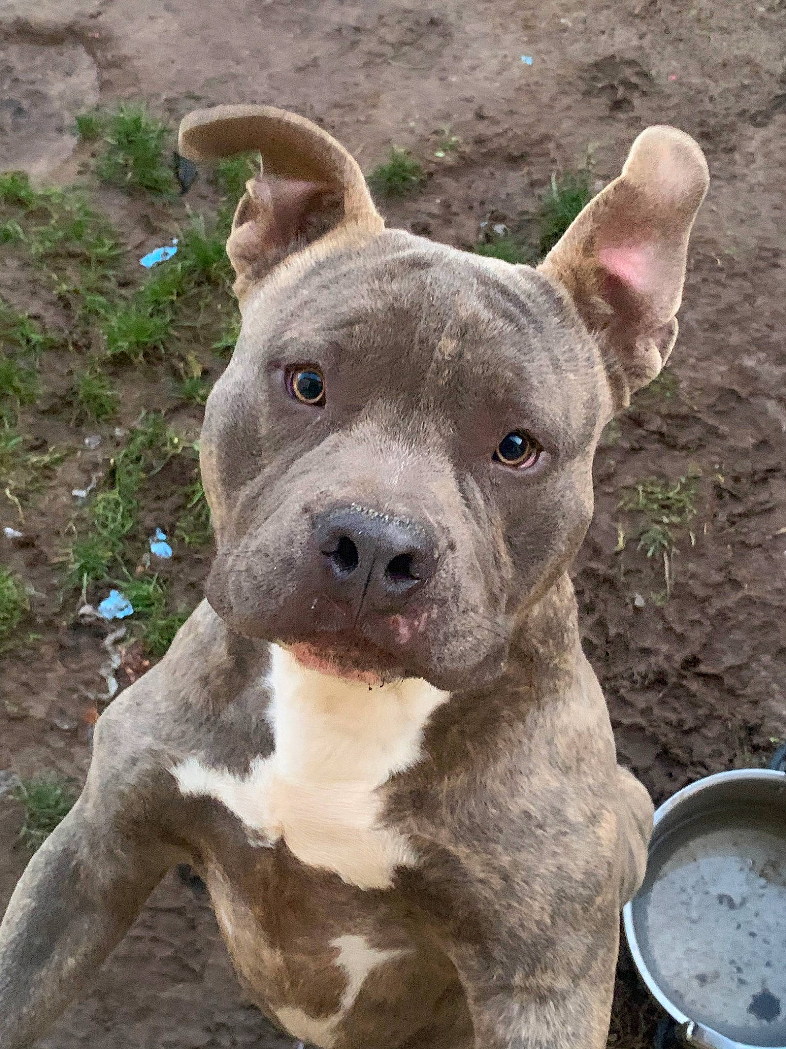 Daïko participe au concours pour gagner de l'argent avec cette photo : alaunt, american_pit_bull_terrier, american_staffordshire_terrier, ancient_dog_breeds, bandog, bull_and_terrier, bully_kutta, canidae, carnivore, cordoba_fighting_dog, dog, dog_breed, fawn, mammal, non_sporting_group, pit_bull, rare_breed_dog, snout, staffordshire_bull_terrier, vertebrate