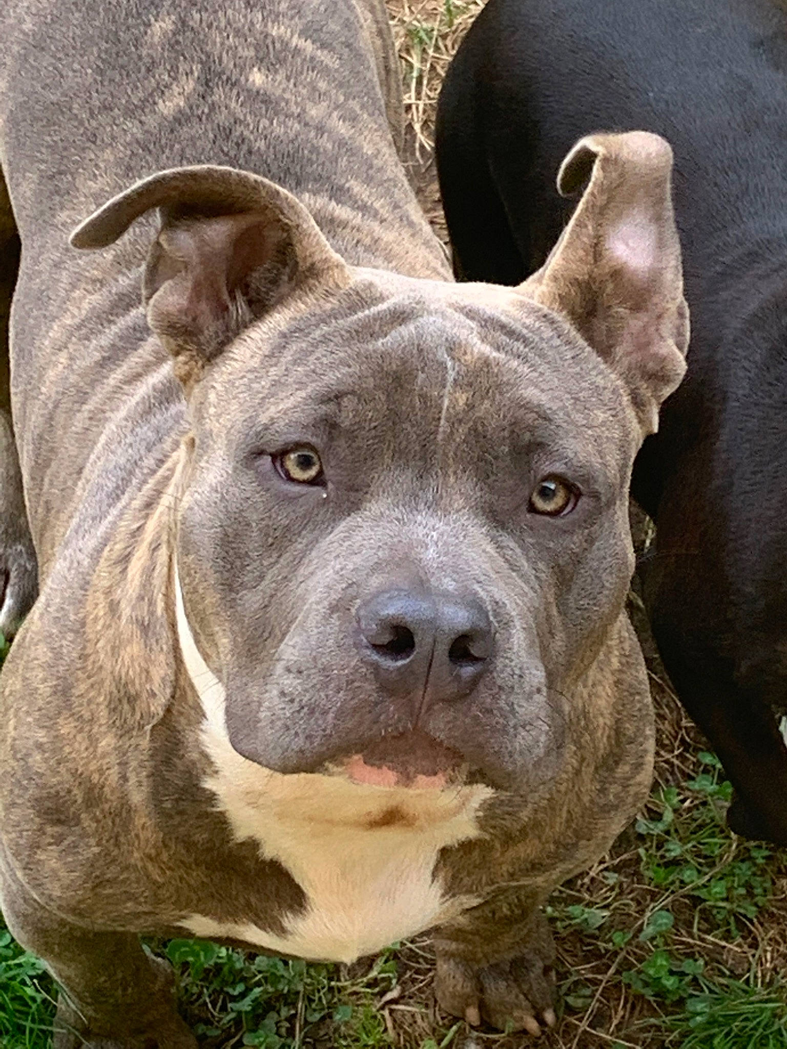 Daïko a rejoint le concours — aidez-le/la à gagner de superbes lots ! alaunt, american_pit_bull_terrier, american_staffordshire_terrier, ancient_dog_breeds, bull_and_terrier, bully_kutta, canidae, carnivore, cordoba_fighting_dog, dog, dog_breed, fawn, mammal, molosser, non_sporting_group, perro_de_presa_canario, pit_bull, rare_breed_dog, snout, vertebrate