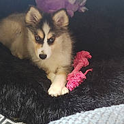 Bloomy participe au concours pour gagner de l'argent avec cette photo : puppy, dog, pet, animal, fluffy, white_and_brown, blue_eyes, portrait, lying_down, cushion, black_fabric, pink_toy, rope_toy, stuffed_animal, indoor, cozy, cute, fur, paws, playful