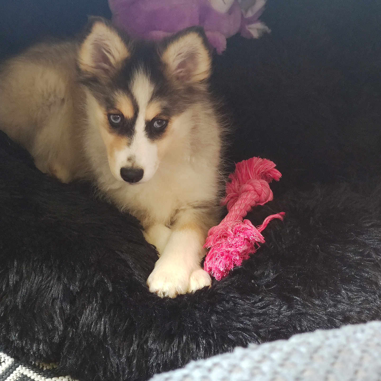 Bloomy participe au concours pour gagner de l'argent avec cette photo : puppy, dog, pet, animal, fluffy, white_and_brown, blue_eyes, portrait, lying_down, cushion, black_fabric, pink_toy, rope_toy, stuffed_animal, indoor, cozy, cute, fur, paws, playful