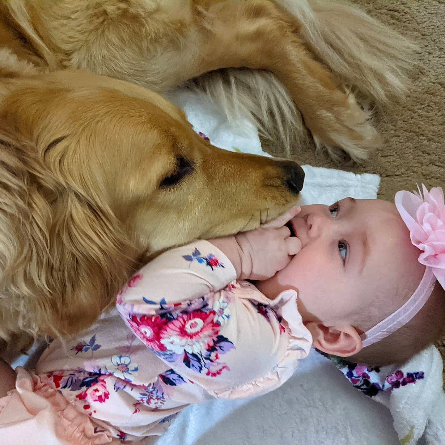 Cassandra joined the competition — help win amazing prizes! baby, baby_products, baby_toddler_clothing, carnivore, child, comfort, companion_dog, dog, dog_breed, dog_supply, ear, fawn, fur, happy, nap, pattern, person, retriever, sleep, sporting_group