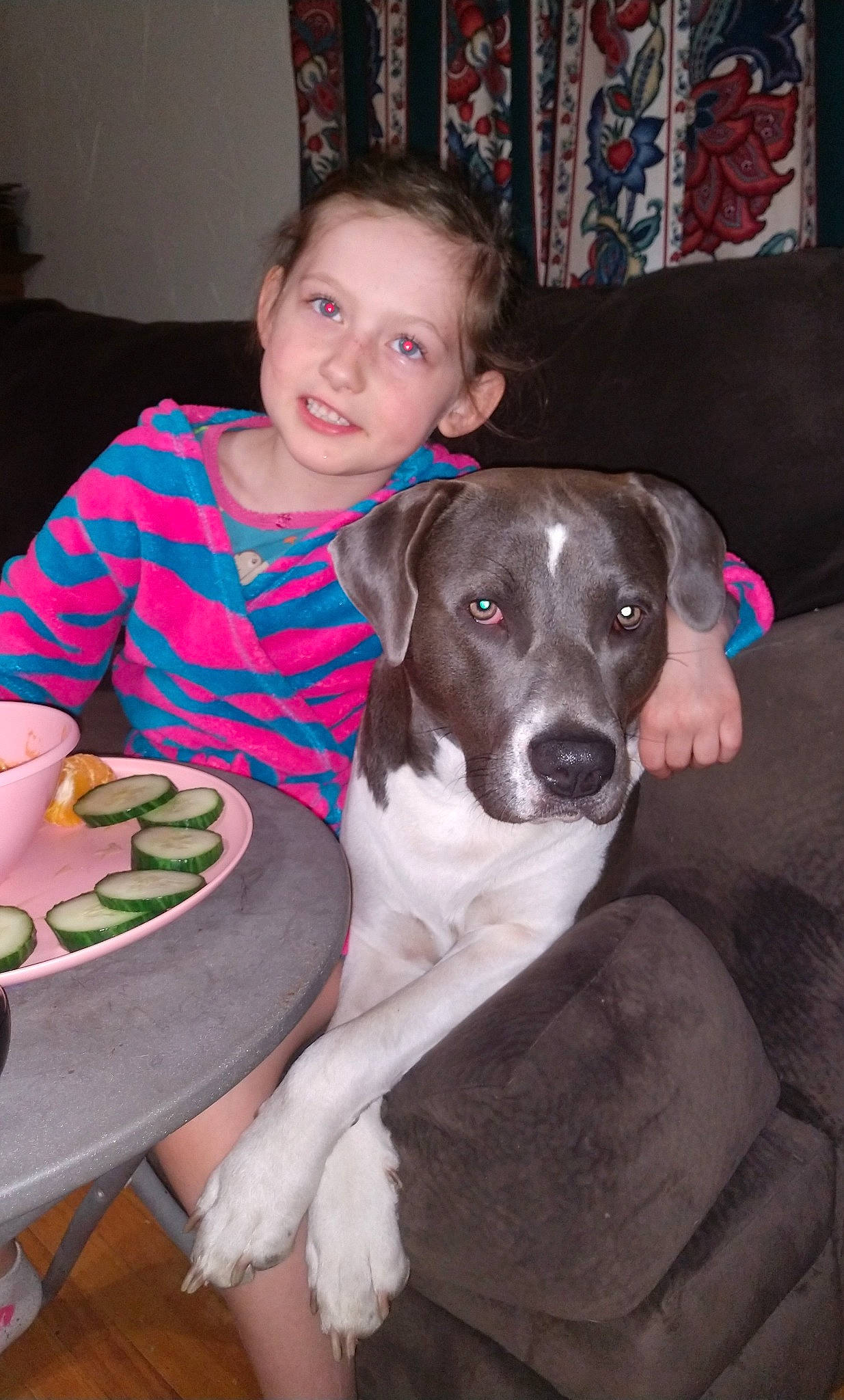 Mollie is registered to the contest to win money with this photo: canidae, carnivore, chair, companion_dog, couch, dog, dog_breed, ear, event, fawn, fur, head, holiday, lap, sitting, sporting_group, t_shirt, table, whiskers, working_animal