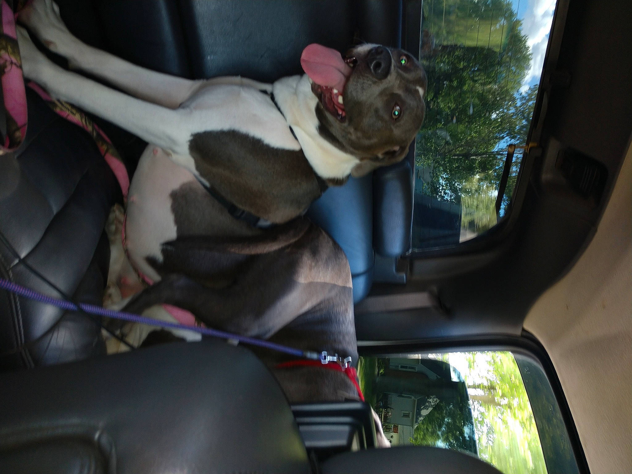 Mollie joined the competition — help win amazing prizes! auto_part, automotive_design, automotive_exterior, automotive_mirror, car, car_seat, car_seat_cover, carnivore, dog, fawn, head_restraint, mode_of_transport, motor_vehicle, plant, rear_view_mirror, steering_part, steering_wheel, vehicle, vehicle_door, window