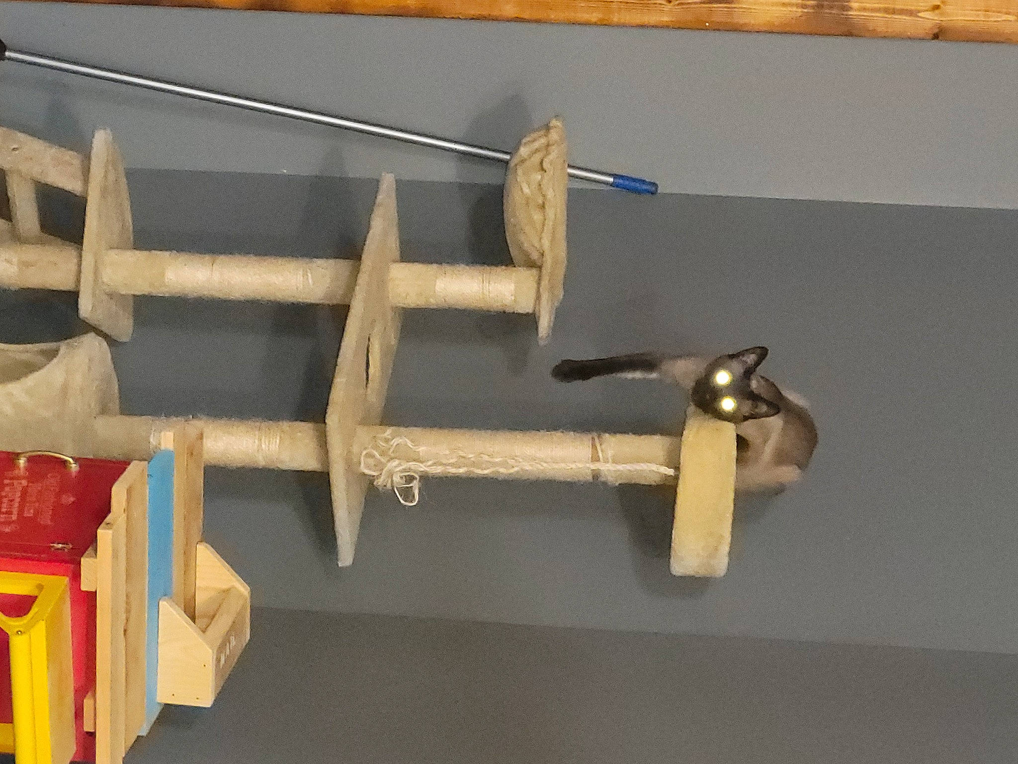 Sasha joined the competition — help win amazing prizes! collection, hardwood, lumber, metal, natural_material, plywood, room, shelving, tool, toy, wood