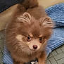 Dynasty joined the competition — help win amazing prizes! dog, puppy, brown_fur, fluffy, towel, indoor, floor_tiles, ears, eyes, pet, animal, cute, small_dog, fur, resting, looking_up, cozy, domestic, young_dog, companion