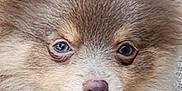 Dynasty joined the competition — help win amazing prizes! dog, puppy, fluffy, closeup, brown, fur, face, eyes, nose, pet, animal, cute, outdoor, harness, canine, young, portrait, expression, looking, texture