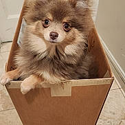 Dynasty is registered to the contest to win money with this photo: dog, cardboard_box, indoor, tile_floor, pet, fluffy, small_dog, curious, brown_fur, cute, animal, companion, puppy, looking_up, front_paws, box, domestic, mammal, closeup, adorable