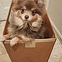 dog, cardboard_box, indoor, tile_floor, pet, fluffy, small_dog, curious, brown_fur, cute, animal, companion, puppy, looking_up, front_paws, box, domestic, mammal, closeup, adorable