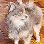 Dynasty joined the competition — help win amazing prizes! dog, fluffy, small_dog, pet, indoor, wooden_floor, parquet, curious, standing, fur, animal, companion, house_pet, cute, domestic, canine, alert, four_legs, looking_away, furry