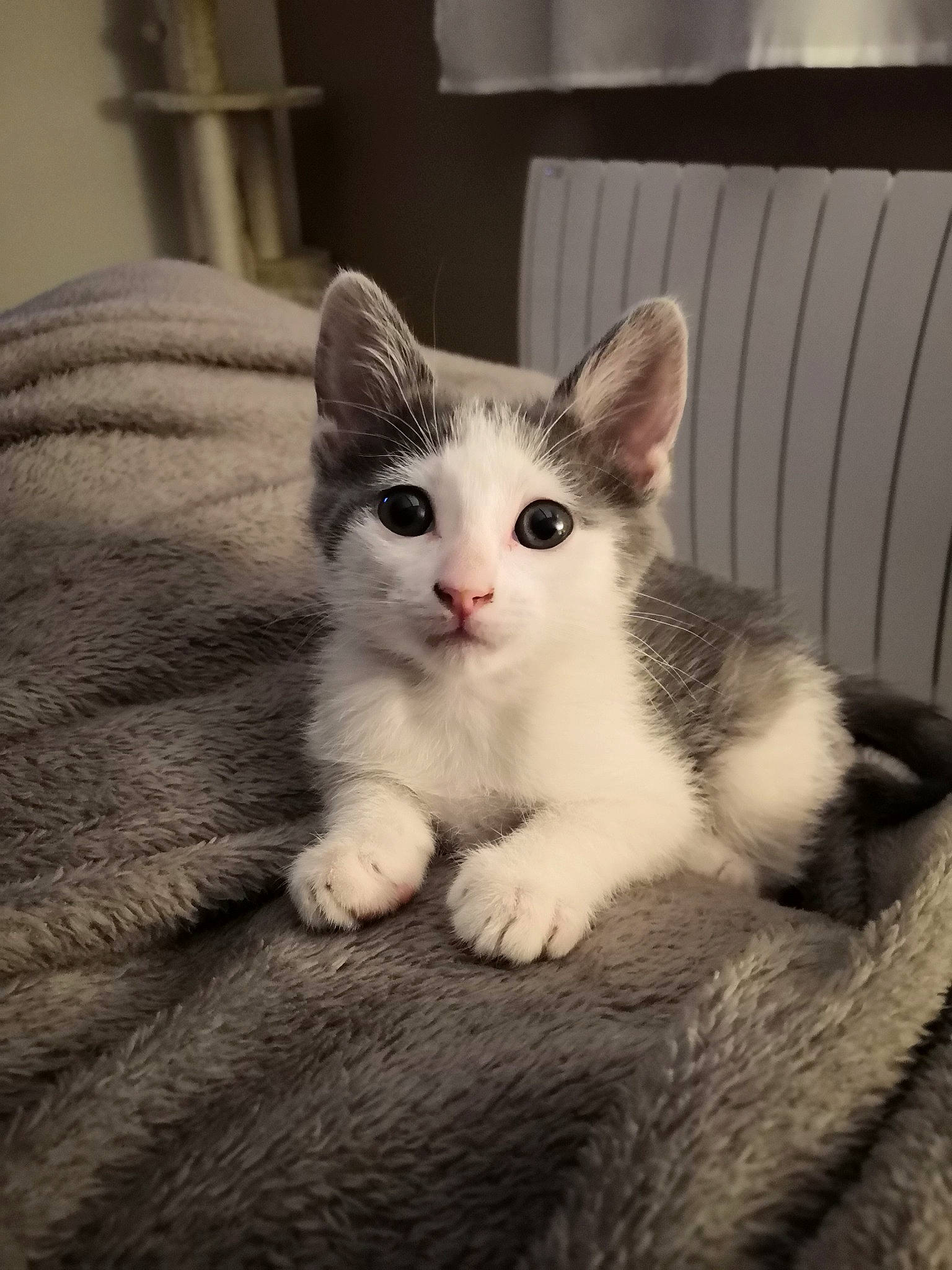 Ranma a rejoint le concours — aidez-le/la à gagner de superbes lots ! aegean_cat, american_wirehair, asian, carnivore, cat, domestic_short_haired_cat, ear, european_shorthair, eye, felidae, fur, kitten, mammal, munchkin, polydactyl_cat, small_to_medium_sized_cats, turkish_angora, turkish_van, vertebrate, whiskers