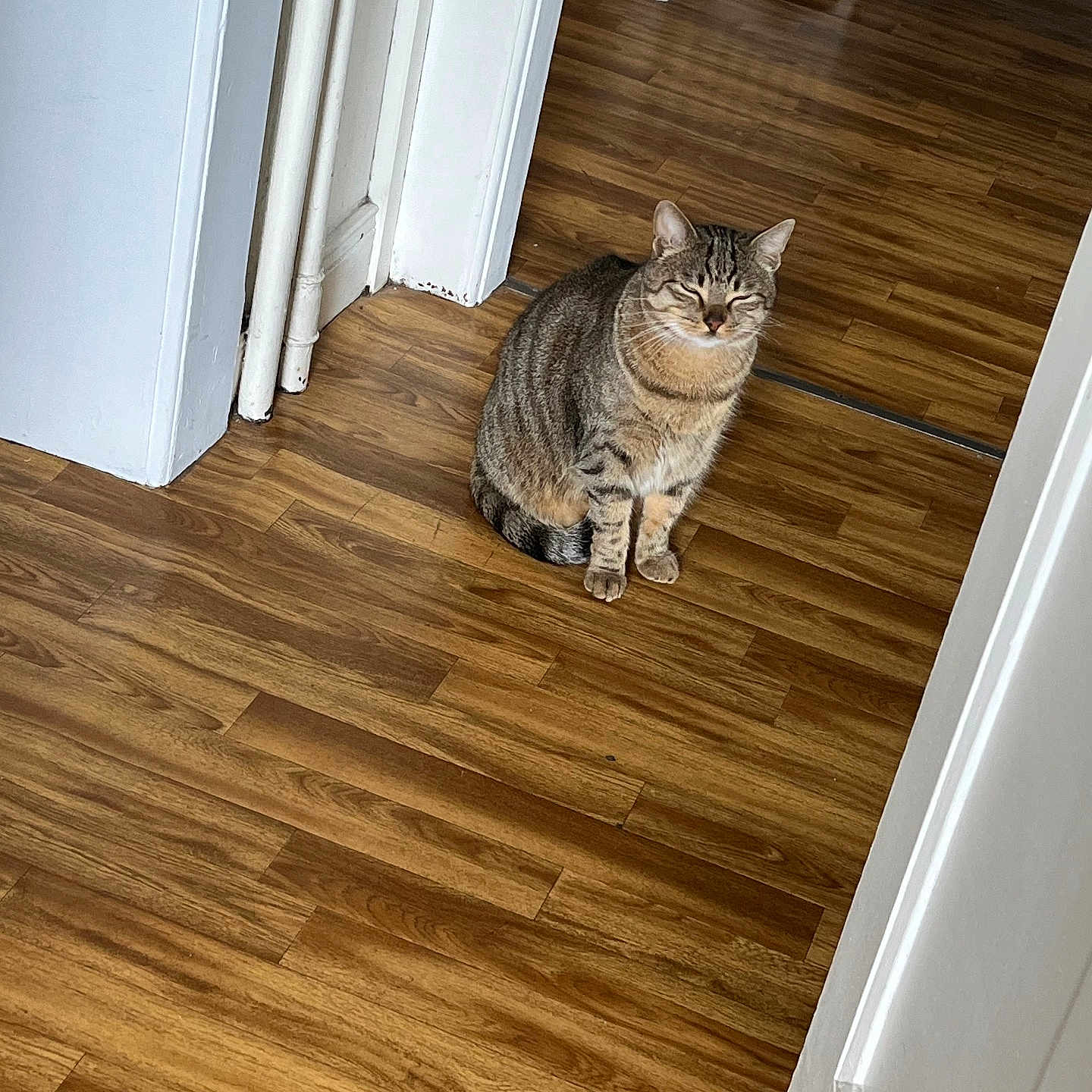 Urus a rejoint le concours — aidez-le/la à gagner de superbes lots ! animal, calm, cat, domestic_cat, ears, feline, flooring, fur, hallway, home, indoor, pet, quiet, relaxation, resting, sitting, striped, tabby_cat, whiskers, wooden_floor