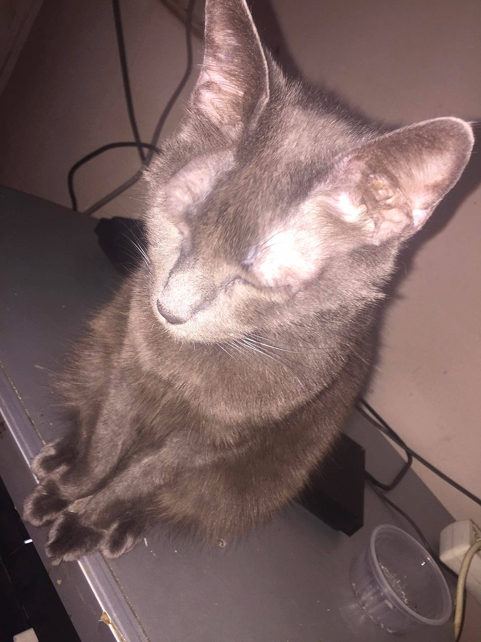 Crevette a rejoint le concours — aidez-le/la à gagner de superbes lots ! asian, carnivore, cat, domestic_short_haired_cat, ear, felidae, kitten, korat, mammal, russian_blue, small_to_medium_sized_cats, snout, tonkinese, whiskers