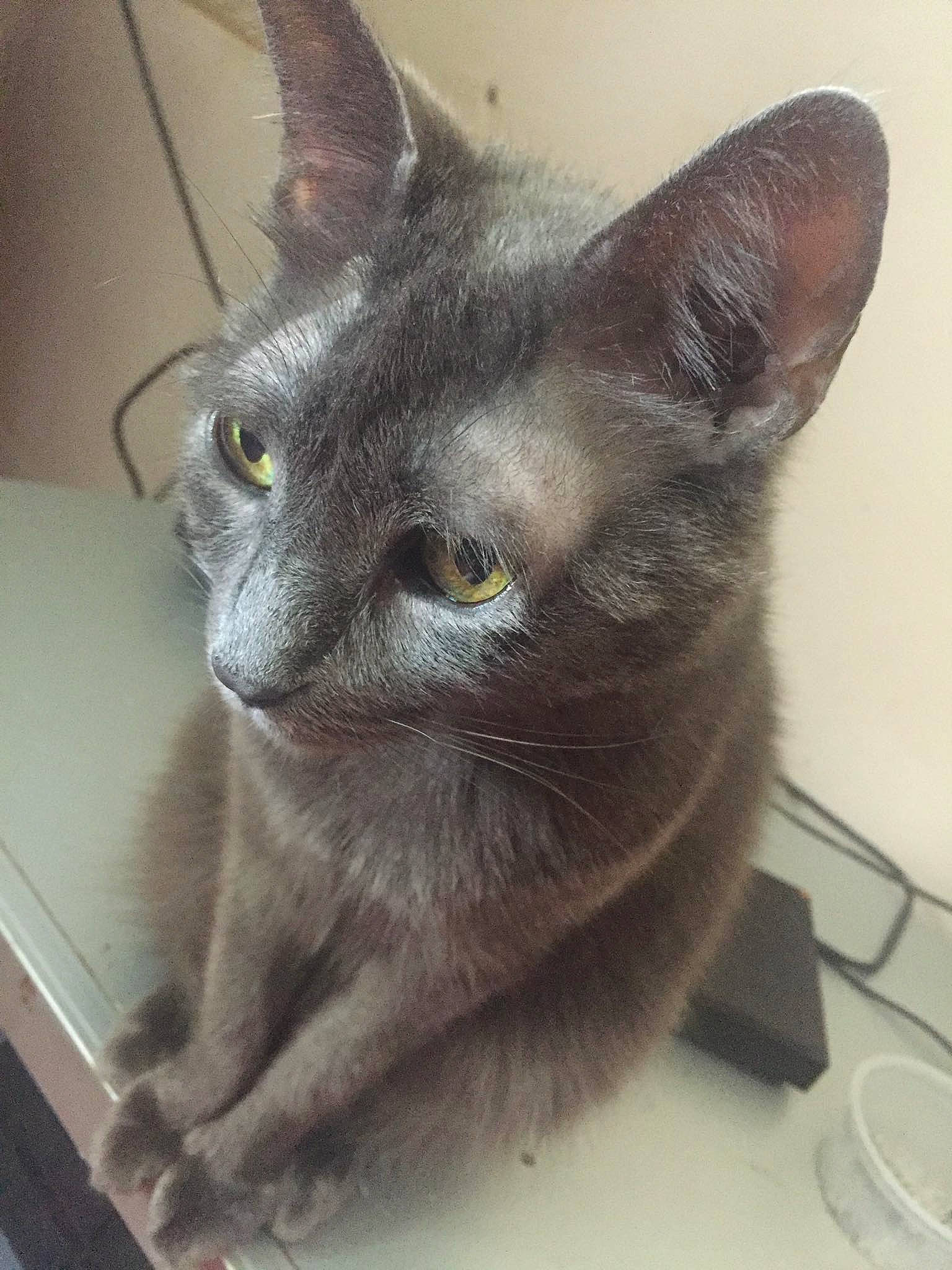 Crevette participe au concours pour gagner de l'argent avec cette photo : asian, burmese, carnivore, cat, chartreux, domestic_short_haired_cat, felidae, german_rex, javanese, kitten, korat, mammal, nebelung, oriental_shorthair, russian_blue, small_to_medium_sized_cats, snout, tonkinese, vertebrate, whiskers