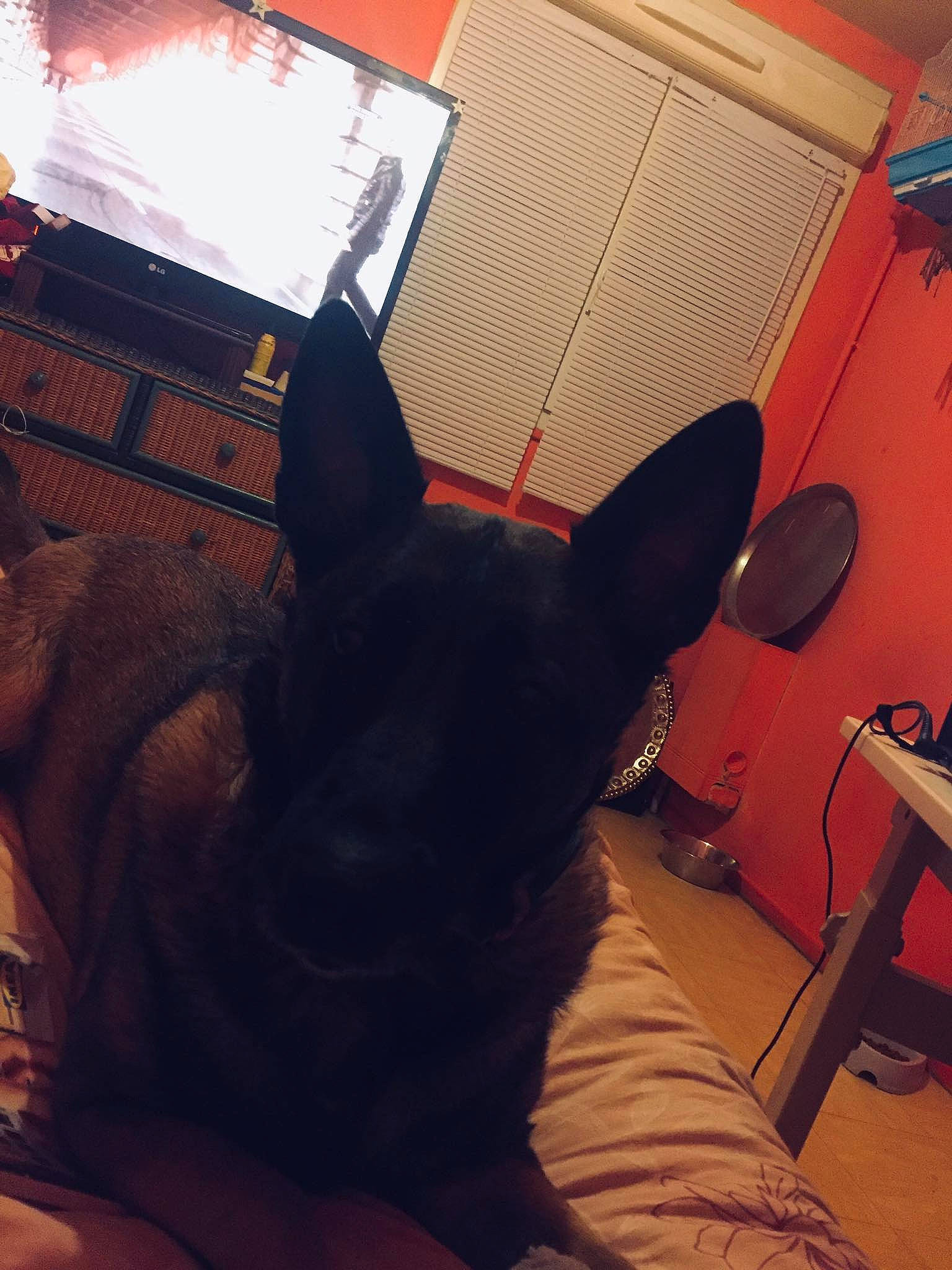 Louve participe au concours pour gagner de l'argent avec cette photo : black_cat, canidae, carnivore, cat, ear, felidae, human_body, leg, sky, small_to_medium_sized_cats, snout, tail, whiskers