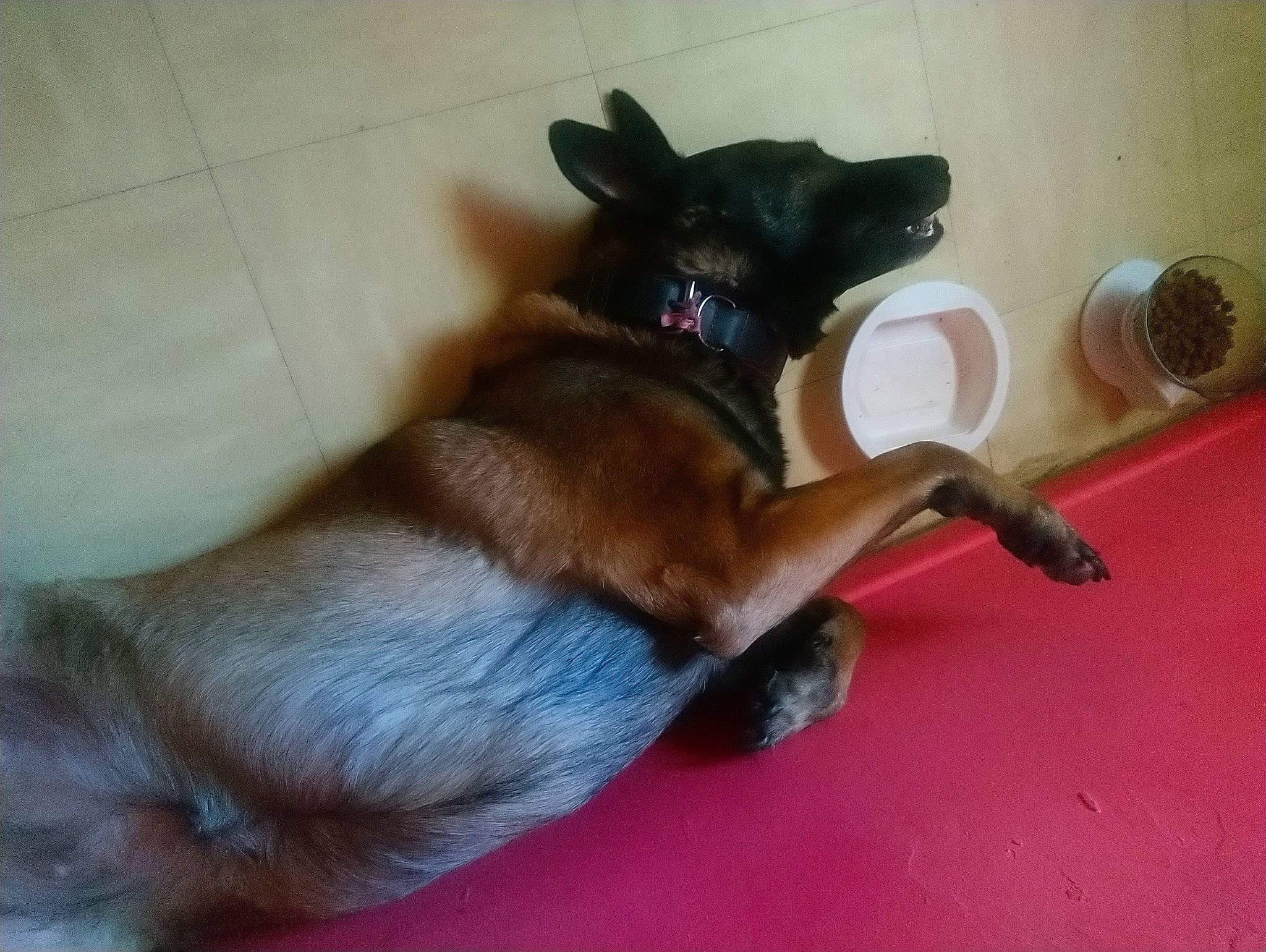 Louve participe au concours pour gagner de l'argent avec cette photo : belgian_shepherd, belgian_shepherd_malinois, canidae, carnivore, dog, dog_breed, fawn, formosan_mountain_dog, german_shepherd_dog, mammal, paw, snout, sporting_group, tail, tervuren