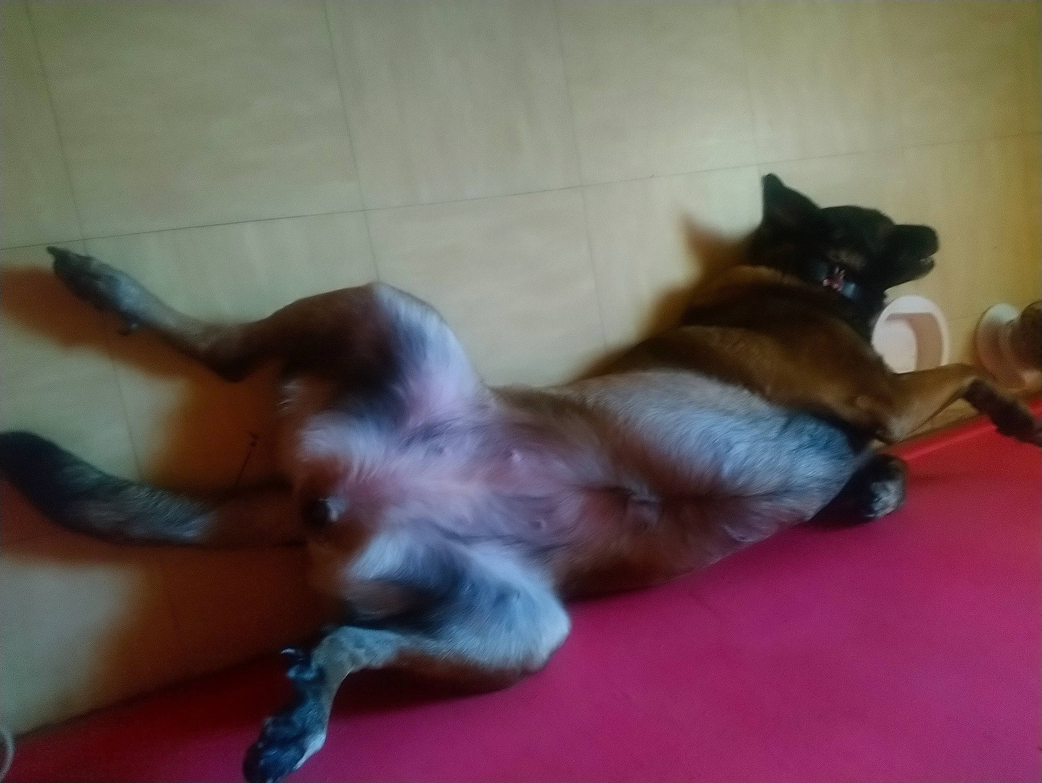 Louve participe au concours pour gagner de l'argent avec cette photo : canidae, carnivore, companion_dog, dog, dog_breed, fawn, mammal, sporting_group, tail, vertebrate