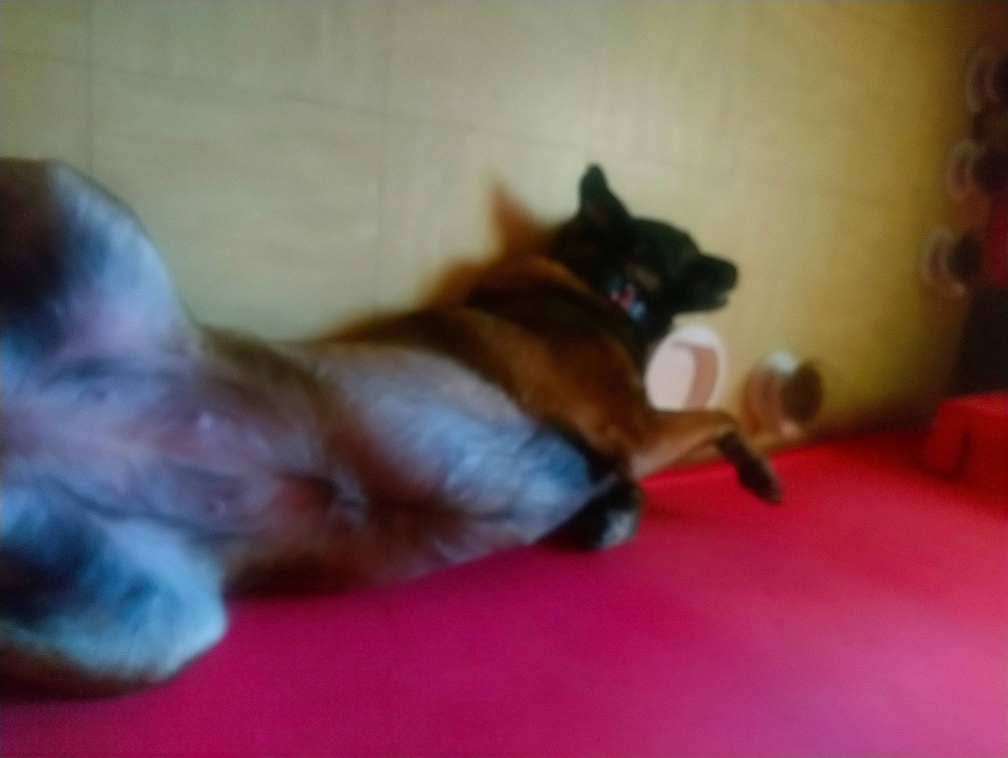 Louve a rejoint le concours — aidez-le/la à gagner de superbes lots ! canidae, carnivore, cat, dog, dog_breed, fawn, felidae, kitten, mammal, non_sporting_group, pomeranian, puppy, sporting_group, tail, vertebrate, whiskers