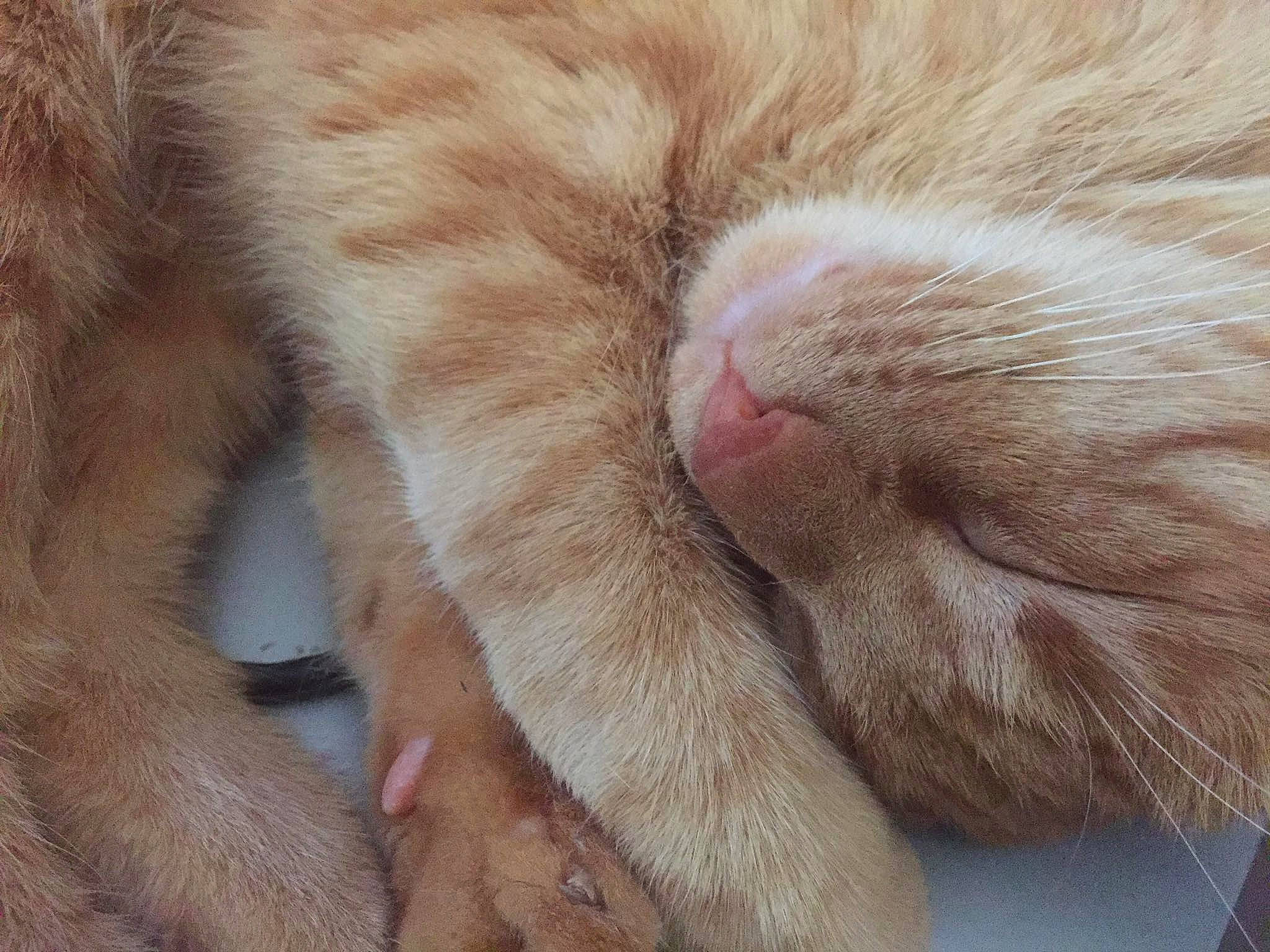 Siam participe au concours pour gagner de l'argent avec cette photo : carnivore, cat, claw, close_up, ear, fawn, felidae, fur, nap, nose, paw, polydactyl_cat, skin, small_to_medium_sized_cats, snout, whiskers