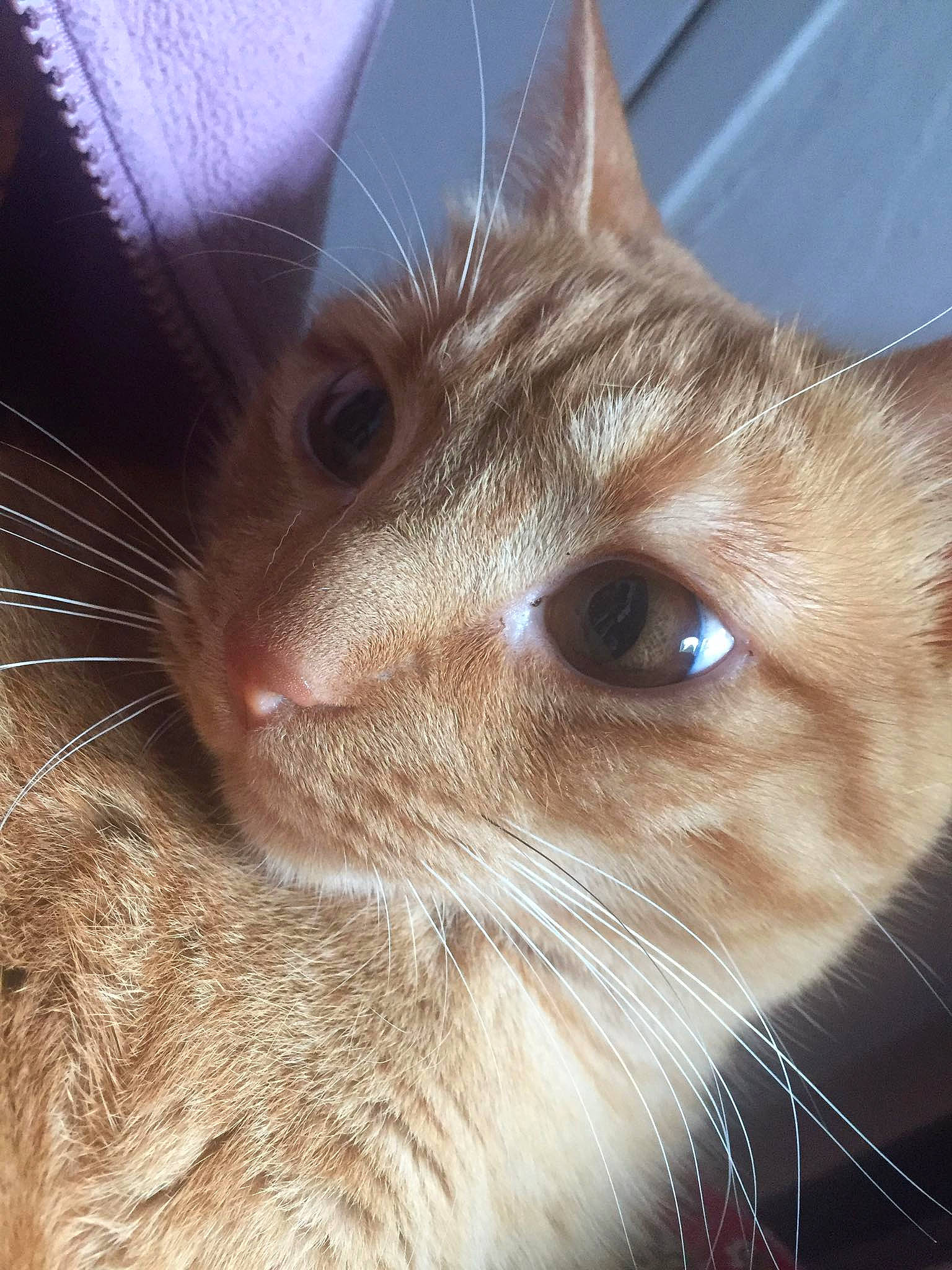 Siam participe au concours pour gagner de l'argent avec cette photo : asian, burmese, carnivore, cat, close_up, ear, eye, fawn, felidae, fur, iris, kitten, mammal, nose, ojos_azules, small_to_medium_sized_cats, snout, tabby_cat, tonkinese, whiskers