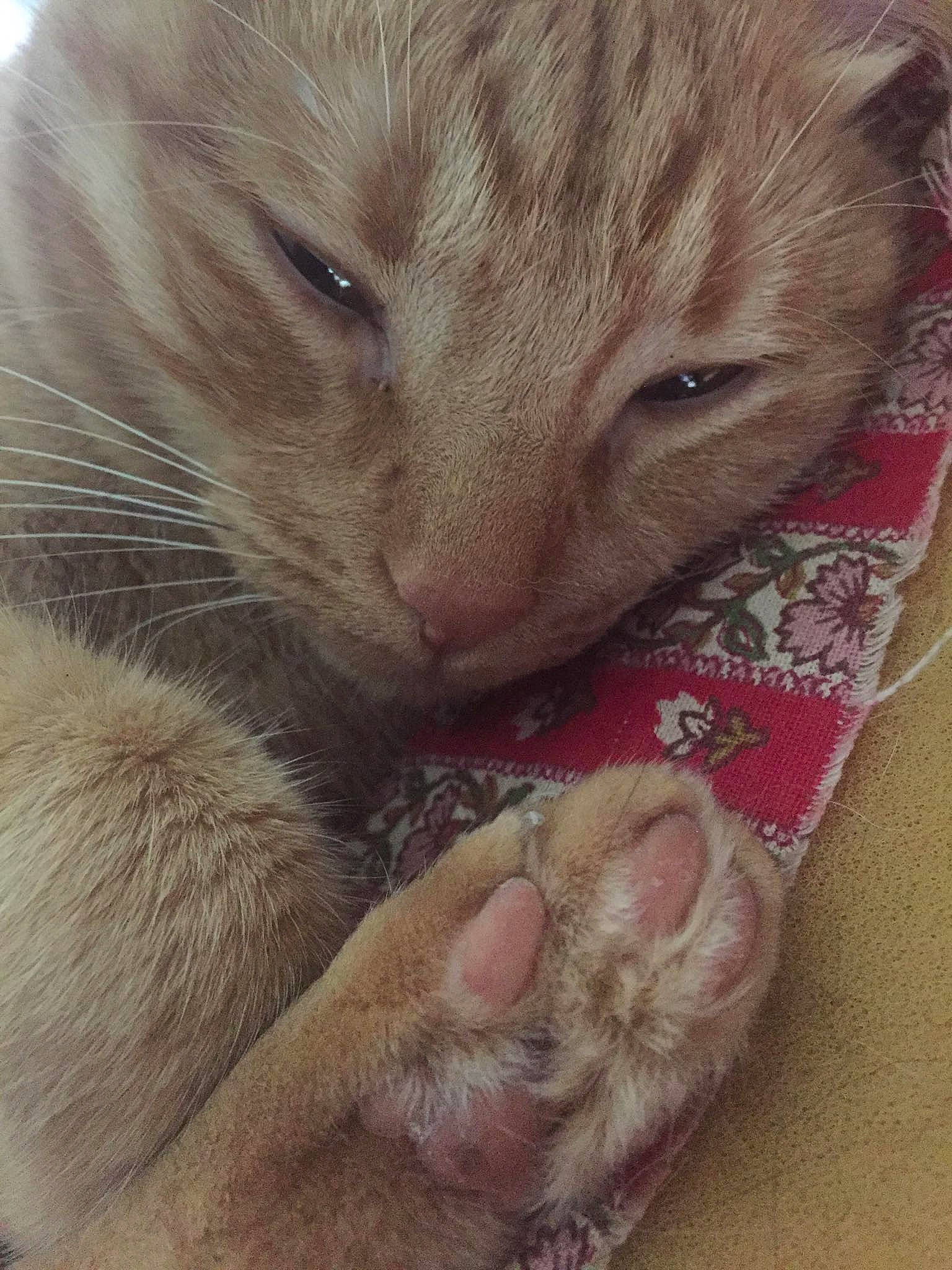 Siam a rejoint le concours — aidez-le/la à gagner de superbes lots ! carnivore, cat, claw, fawn, felidae, fur, kitten, paw, polydactyl_cat, singapura, skin, small_to_medium_sized_cats, snout, whiskers