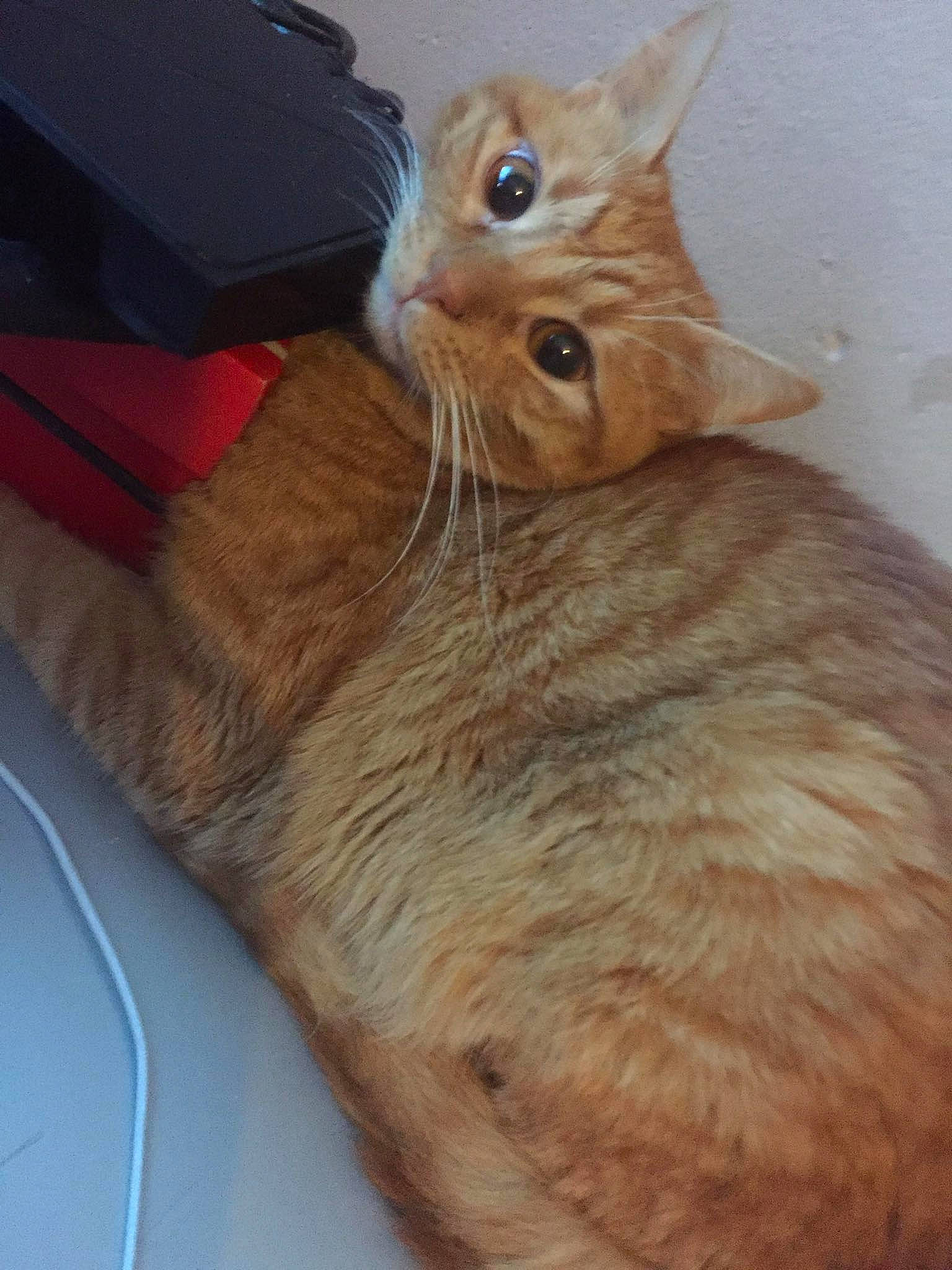 Siam a rejoint le concours — aidez-le/la à gagner de superbes lots ! aegean_cat, american_shorthair, asian, carnivore, cat, domestic_short_haired_cat, european_shorthair, fawn, felidae, fur, german_rex, kitten, mammal, small_to_medium_sized_cats, snout, somali, tabby_cat, tail, whiskers