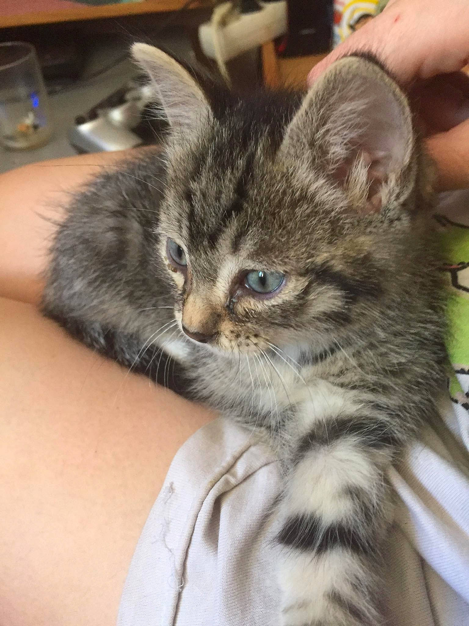 Ange participe au concours pour gagner de l'argent avec cette photo : american_curl, american_shorthair, asian, asian_semi_longhair, carnivore, cat, domestic_long_haired_cat, domestic_short_haired_cat, dragon_li, european_shorthair, felidae, kitten, mammal, norwegian_forest_cat, pixie_bob, siberian, small_to_medium_sized_cats, tabby_cat, vertebrate, whiskers