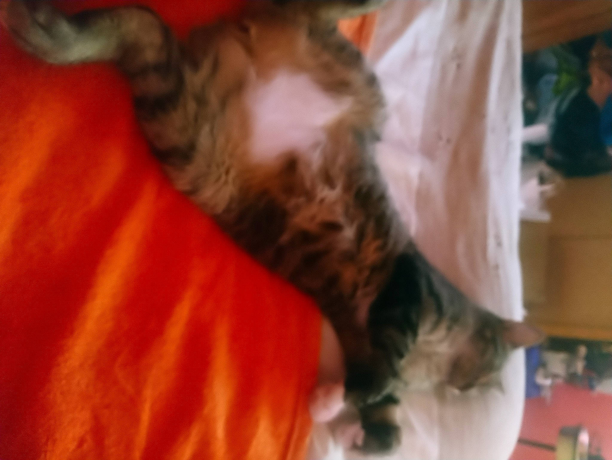 Ange participe au concours pour gagner de l'argent avec cette photo : carnivore, cat, ear, felidae, fur, kitten, maine_coon, norwegian_forest_cat, small_to_medium_sized_cats, whiskers