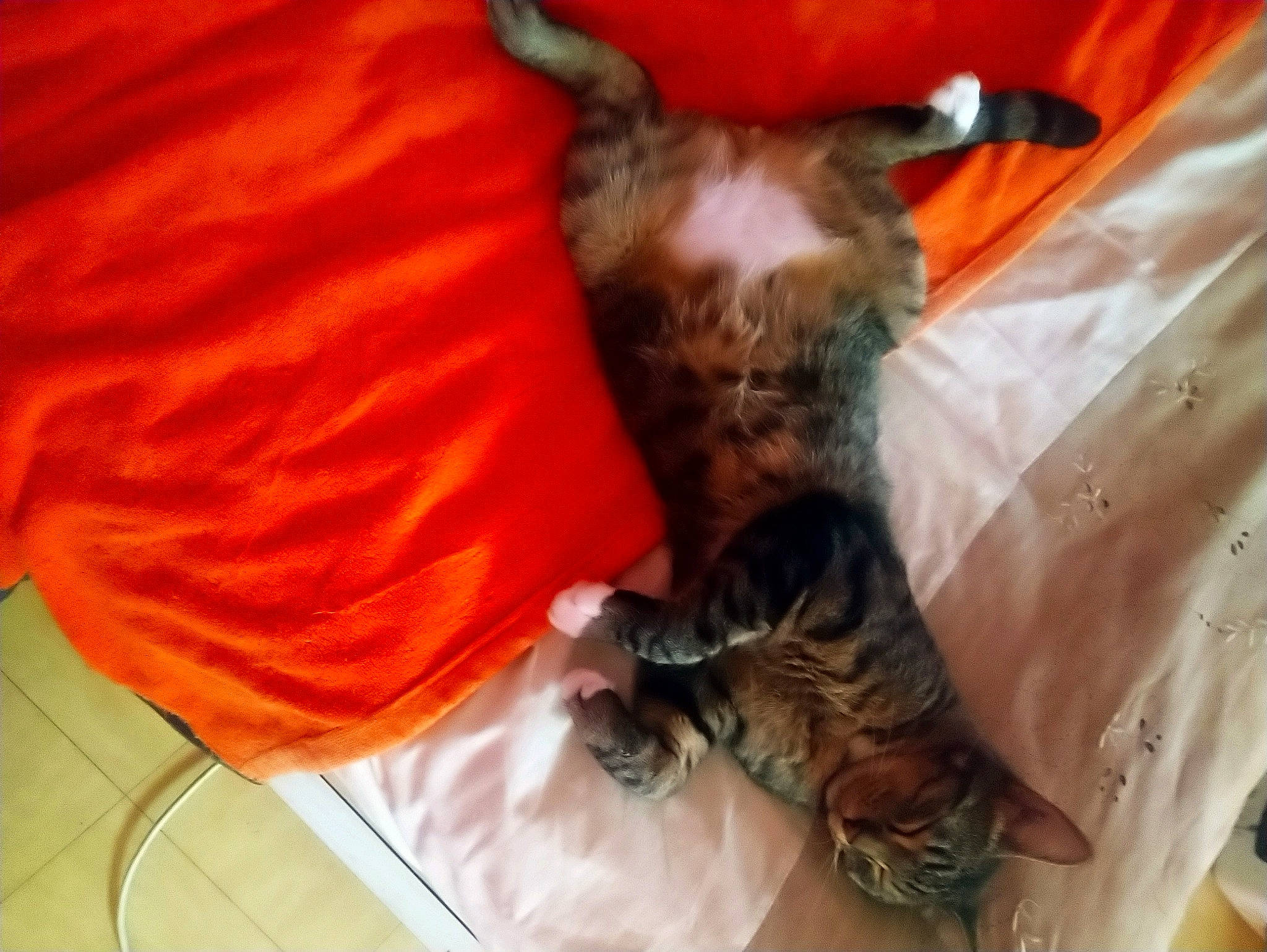 Ange a rejoint le concours — aidez-le/la à gagner de superbes lots ! bengal, carnivore, cat, claw, dog_breed, domestic_short_haired_cat, european_shorthair, felidae, kitten, pixie_bob, small_to_medium_sized_cats, tabby_cat, tail, toyger