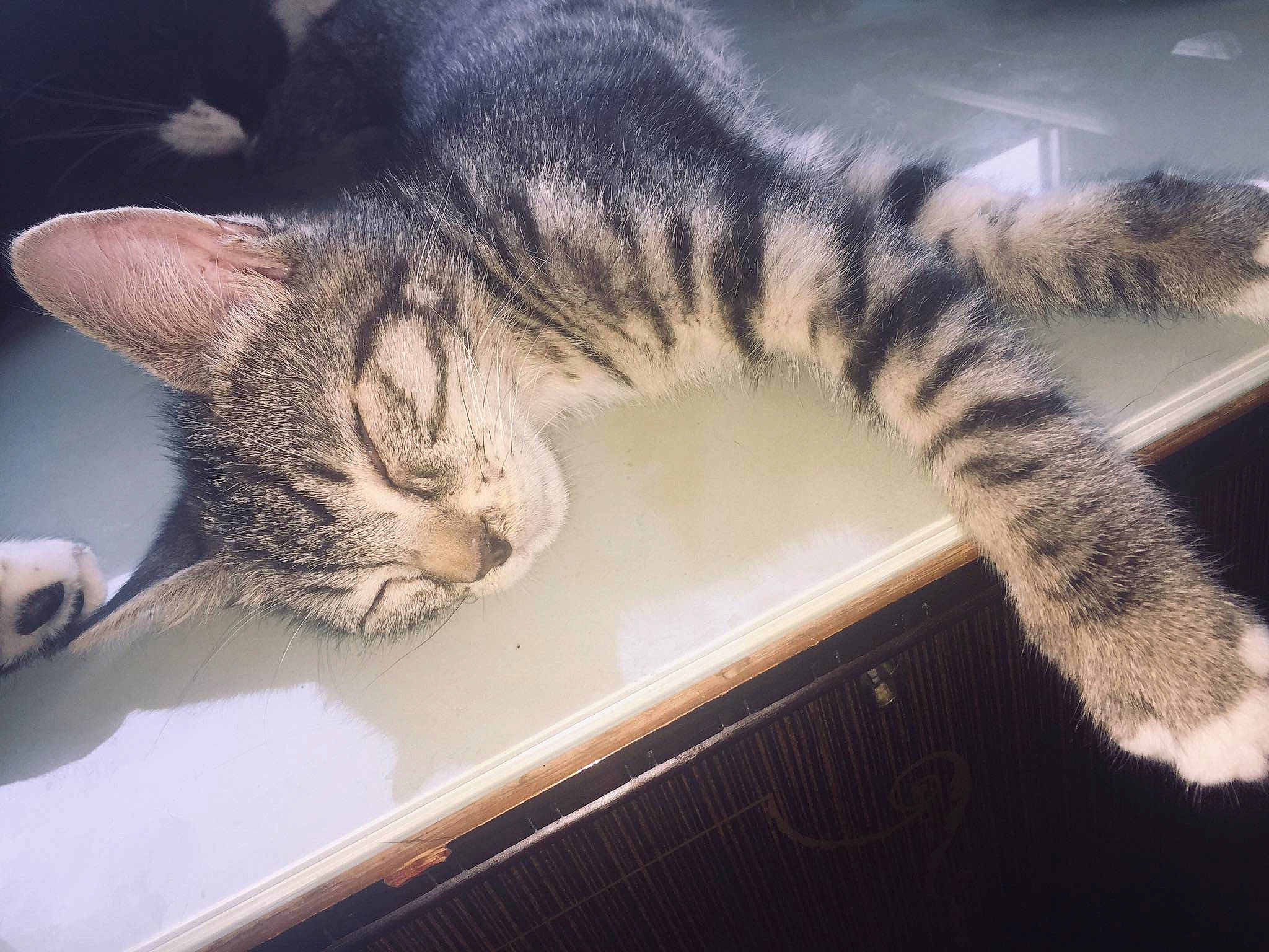 Ange participe au concours pour gagner de l'argent avec cette photo : asian, california_spangled, carnivore, cat, domestic_short_haired_cat, dragon_li, egyptian_mau, european_shorthair, felidae, fur, kitten, mammal, nap, sky, small_to_medium_sized_cats, tabby_cat, tail, toyger, whiskers