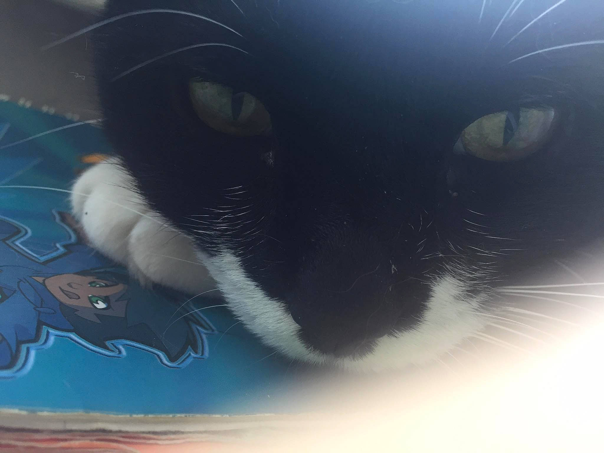 Milou participe au concours pour gagner de l'argent avec cette photo : black_and_white, black_cat, carnivore, cat, domestic_short_haired_cat, eye, felidae, fur, nose, paw, polydactyl_cat, sky, small_to_medium_sized_cats, snout, tail, whiskers