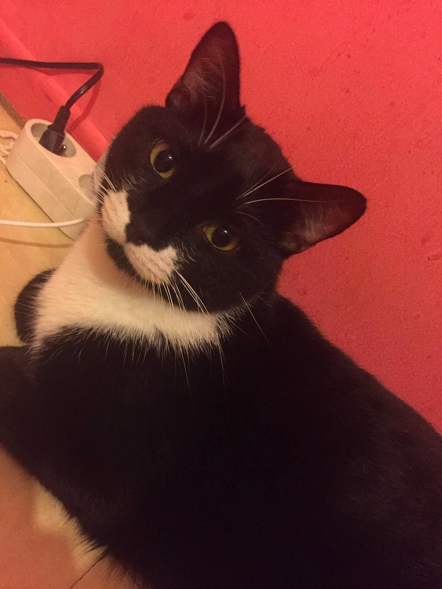 Milou a rejoint le concours — aidez-le/la à gagner de superbes lots ! asian, black_cat, bombay, burmese, carnivore, cat, domestic_short_haired_cat, felidae, kitten, mammal, polydactyl_cat, small_to_medium_sized_cats, whiskers