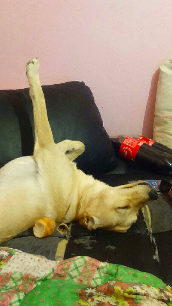 Pluto participe au concours pour gagner de l'argent avec cette photo : canidae, carnivore, dog, dog_breed, fawn, golden_retriever, labrador_retriever, puppy, retriever, sporting_group, tail