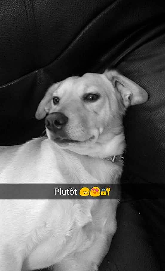 Pluto a rejoint le concours — aidez-le/la à gagner de superbes lots ! canidae, carnivore, companion_dog, dog, dog_breed, labrador_retriever, mammal, nose, puppy, rare_breed_dog, retriever, snout, sporting_group, vertebrate, white