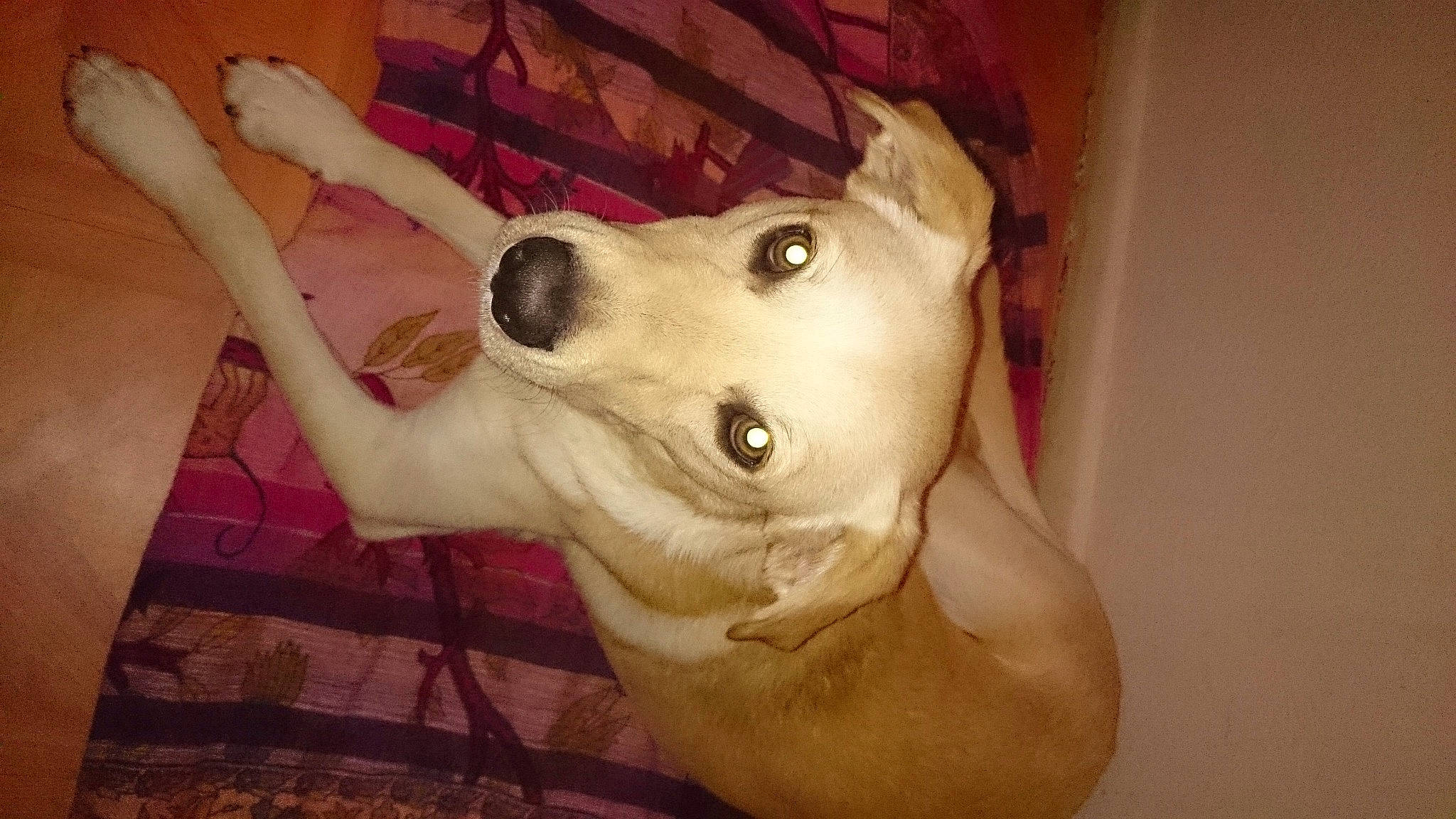 Pluto participe au concours pour gagner de l'argent avec cette photo : canidae, carnivore, dog, dog_breed, dogo_guatemalteco, fawn, mammal, non_sporting_group, nose, snout, sporting_group, street_dog