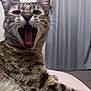 Krinka joined the competition — help win amazing prizes! cat, tabby, yawning, close_up, indoor, pet, fur, whiskers, tongue, teeth, animal, cute, domestic, cozy, curtains, furniture, relaxed, sleepy, mammal, companion