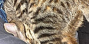 Krinka joined the competition — help win amazing prizes! cat, tabby, striped_fur, sleeping, curled_up, pet, indoor, cozy, resting, animal, feline, fur, paw, close_up, comfort, cuddle, domestic_cat, relaxation, warm, nap
