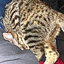 cat, tabby, striped_fur, sleeping, curled_up, pet, indoor, cozy, resting, animal, feline, fur, paw, close_up, comfort, cuddle, domestic_cat, relaxation, warm, nap