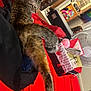 Krinka is registered to the contest to win money with this photo: cat, tabby, stretching, bed, red_bedspread, water_bottle, hello_kitty, fan, clothes, room, indoor, personal_items, furniture, casual, relaxed, animal, pet, cozy, candid, colorful