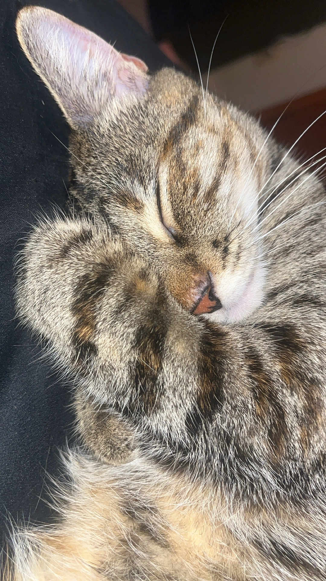 Krinka joined the competition — help win amazing prizes! cat, tabby, sleeping, close_up, paw, fur, whiskers, nose, ear, pet, animal, cozy, resting, cute, domestic_cat, feline, peaceful, soft, indoor, relaxed