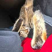 Krinka joined the competition — help win amazing prizes! cat, tabby, sleeping, paws, fur, clothes, fabric, texture, indoor, resting, cozy, relaxed, animal, pet, cute, whiskers, striped, soft, nap, closeup