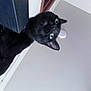 Luna is registered to the contest to win money with this photo: cat, black_cat, pet, animal, indoor, curious, whiskers, ears, green_eyes, feline, looking_down, ceiling, wall, closeup, portrait, fur, domestic_animal, head, face, indoor_lighting