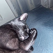 Luna is registered to the contest to win money with this photo: cat, black_cat, sleeping, curled_up, fur, whiskers, indoor, pet, animal, resting, cozy, soft_light, closeup, quiet, peaceful, feline, nap, dark_background, comfort, cute