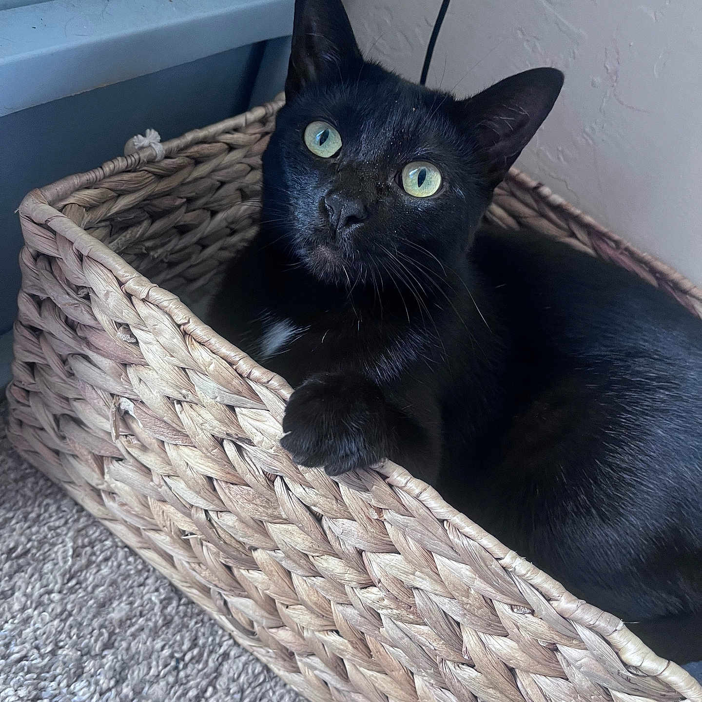 Luna is registered to the contest to win money with this photo: animal, basket, black_cat, carpet, cat, cozy, cute, domestic_cat, feline, fur, green_eyes, home, indoor, mammal, paw, pet, relaxed, resting, texture, woven_basket
