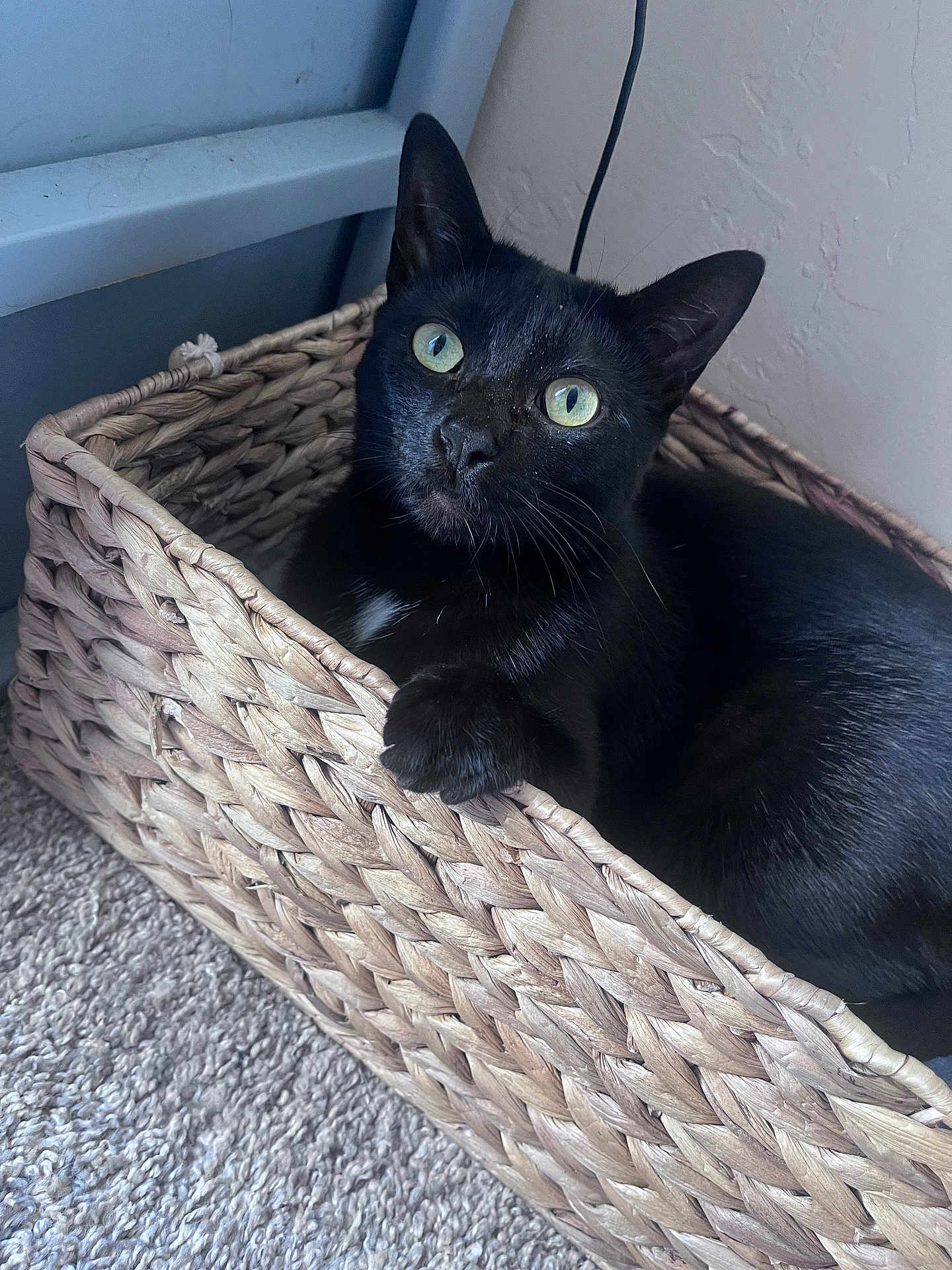 Luna is registered to the contest to win money with this photo: black_cat, cat, pet, basket, woven_basket, indoor, carpet, green_eyes, fur, paw, relaxed, animal, mammal, cute, domestic_cat, feline, resting, texture, cozy, home